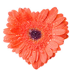 Image showing Heart from red daisy-gerbera with water drops isolated on white