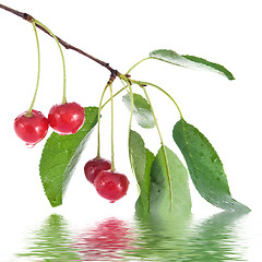 Image showing red cherry with leaves and water drops isolated on white