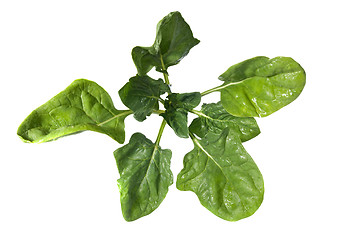 Image showing green spinach isolated on white