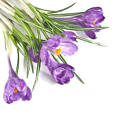 Image showing crocus bouquet isolated on white