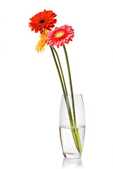 Image showing Bouquet from daisy-gerbera in glass vase isolated on white