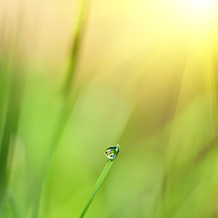 Image showing green grass with water drop and sun light