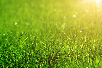 Image showing green grass background