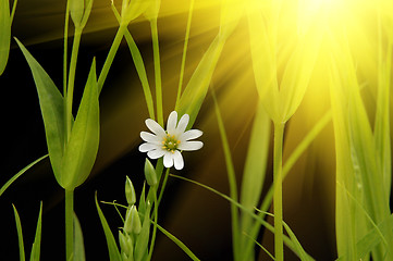 Image showing sunny small white camomile