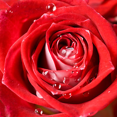 Image showing close up photo of red rose