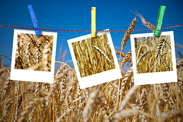 Image showing photos of wheat hang on rope with pins against wheat field