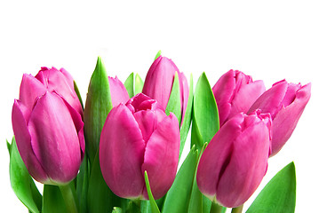 Image showing close-up pink tulips isolated on white