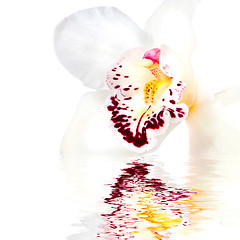 Image showing white orchid with reflection isolated on white