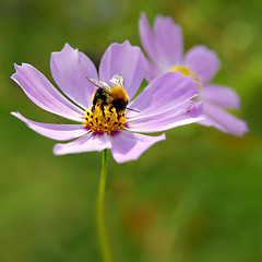 Image showing Bee on pink flower