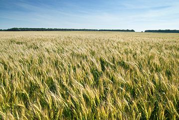Image showing meadow with wheat 
