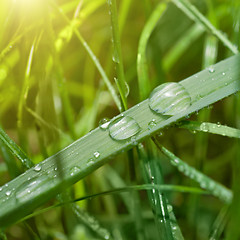 Image showing green grass with water drop and sun light