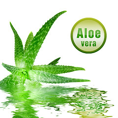Image showing close-up photo of green aloe vera with icon isolated on white