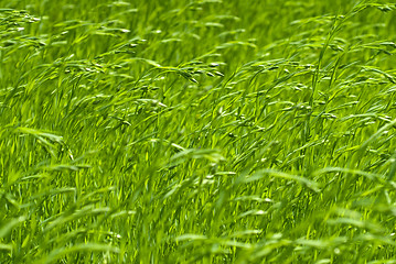 Image showing green flax