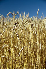 Image showing Field of gold wheat and blue sky