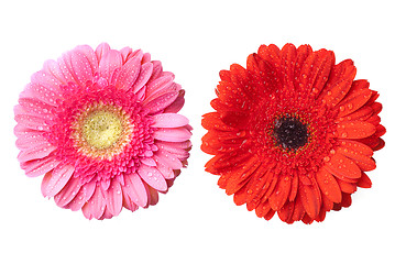 Image showing red and pink daisy-gerbera heads with water drops isolated on wh