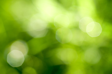 Image showing abstract green natural backgound