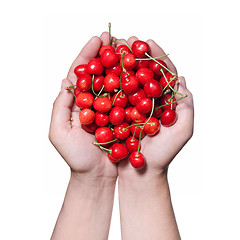 Image showing hands holding red cherry isolated on white