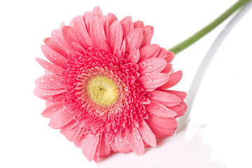 Image showing Pink daisy-gerbera with water drops isolated on white