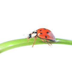 Image showing red ladybug on green grass isolated on white