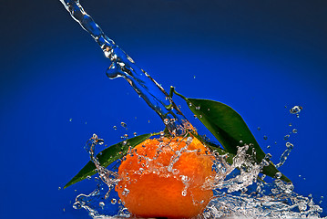 Image showing Tangerine with green leaves and water splash on blue background