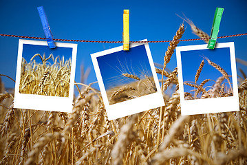 Image showing photos of wheat hang on rope with pins against wheat field