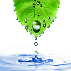 Image showing green leaf with water drops and splash isolated on white