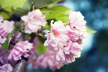 Image showing spring blossom of purple sakura