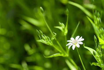 Image showing white chamomile in green grass