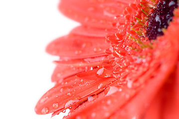 Image showing Macro of red daisy-gerbera head isolated on white