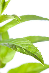 Image showing macro photo of green mint isolated on white