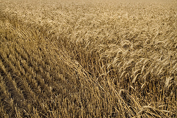 Image showing hayfield wheat background