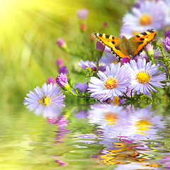 Image showing two butterfly on flowers with reflection