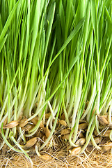 Image showing close-up green grass with roots