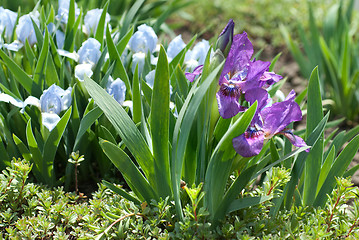 Image showing flowers in the garden