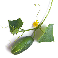 Image showing green cucumber with leaves and flower isolated on white