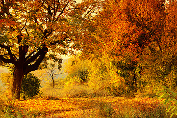 Image showing Autumn Forest