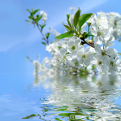 Image showing Blooming cherry tree and blue sky with refletion in water