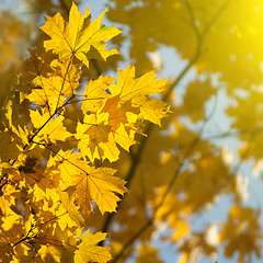 Image showing autumn yellow leaves