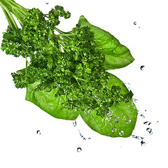 Image showing water drops on green spinach and parsley isolated on white