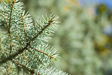 Image showing branch of green christmas tree