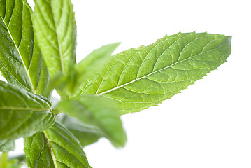 Image showing macro photo of green mint isolated on white