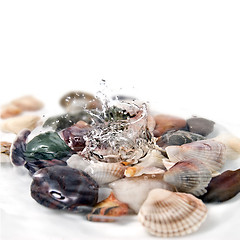 Image showing water splash with various color shells isolated on white