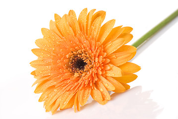 Image showing Yellow daisy-gerbera with water drops isolated on white