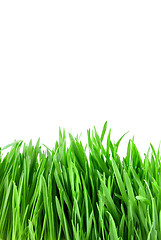 Image showing close-up green grass isolated on white