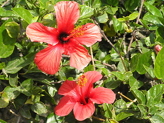 Image showing Hibiscus