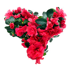 Image showing heart from azalea flowers for valentine's day isolated on white