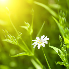 Image showing white chamomile in green grass