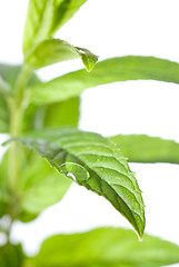 Image showing macro photo of green mint isolated on white