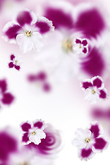 Image showing pink flowers background