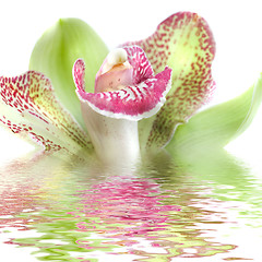 Image showing Green orchid